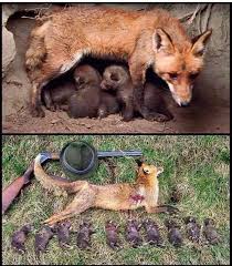 Chi si arroga il diritto di uccidere una creatura selvatica, sopprime una vita che è parte di ciascuno di noi.

#caccia #hunting #AnimalRights #wildlife @Europarl_IT @SergioCosta_min #GreenNewDeal #VoiceForNature #LeadersPledge4Nature #RecoveryFund #BASTASPARARE @Mov5Stelle #Veg!