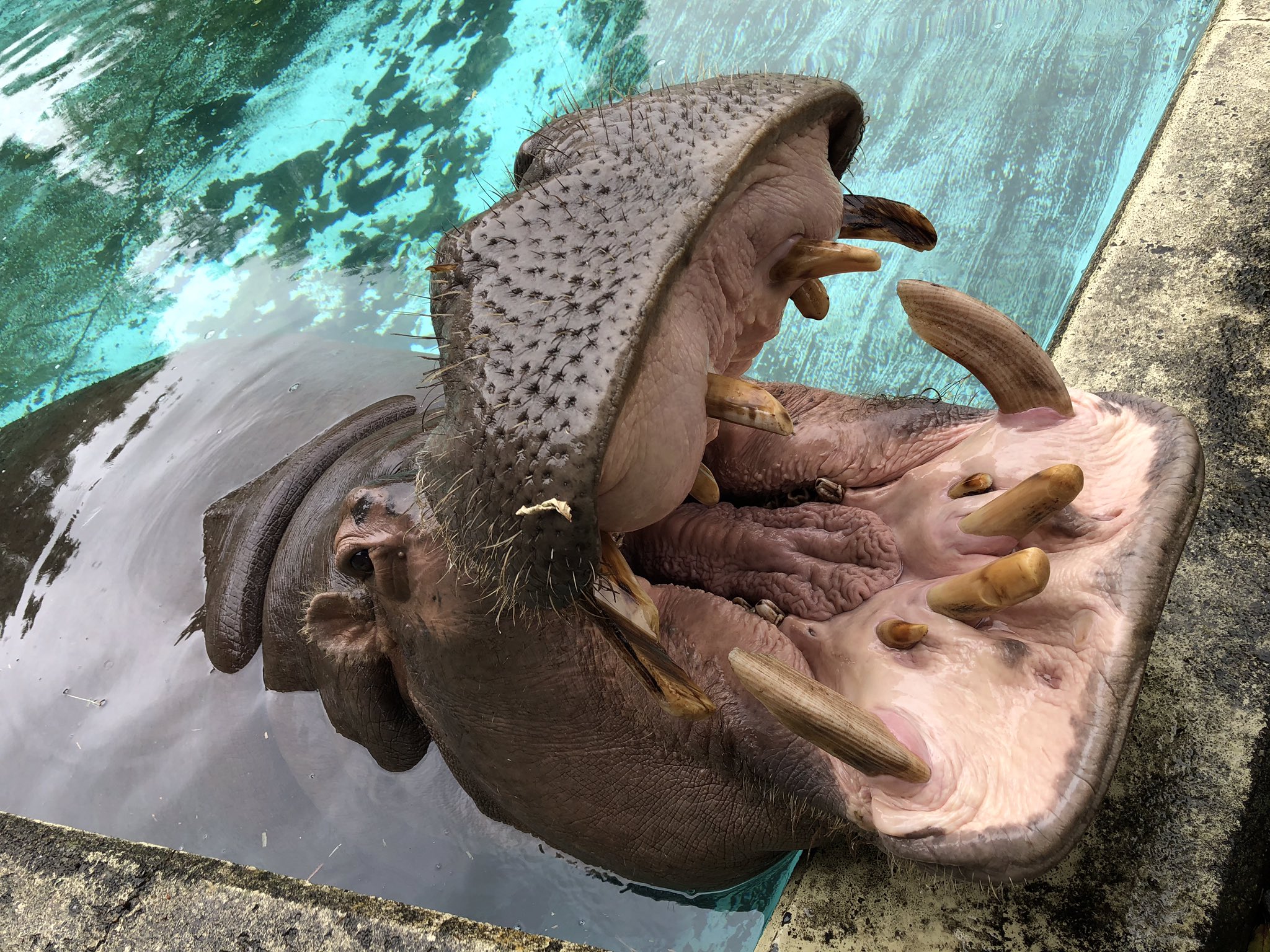東武動物公園 公式 リュウくん カバについてお話しする カバと親しむ が土日祝日も開催します 平日 13 00 土日祝 13 30 お客様同士の間隔を開けて座っていただくため 座席の数が少なくなっております ご了承ください 東武動物公園 カバ 歯