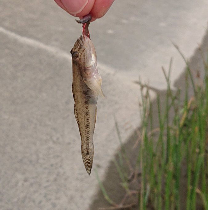 鰻のtwitterイラスト検索結果 古い順