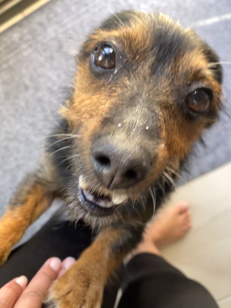 hilary_l072's tweet photo. 4 months into our journey together and my little rescue dog Tippy is starting to smile more & more these days! 😍😍
#MadamTippy #livingherbestlife #learningtosmile #dogsoftwitter #littlebitspix #rescuedog https://t.co/lWEbwGPhr3