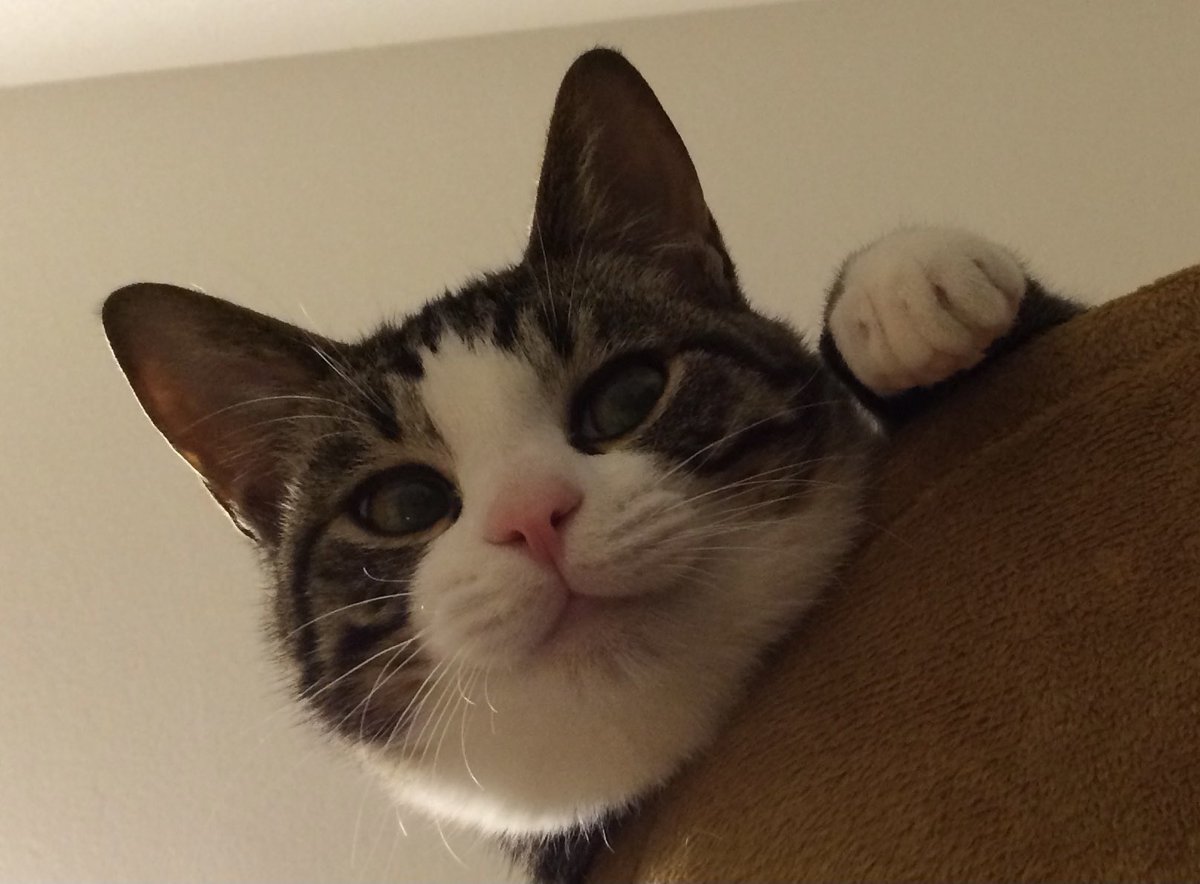 吉田輝和 タワーから撒き散らしたゲロが掃除されてゆく様子を見てくる猫 アイツらなんで掃除してるところをそんな見てくるんや