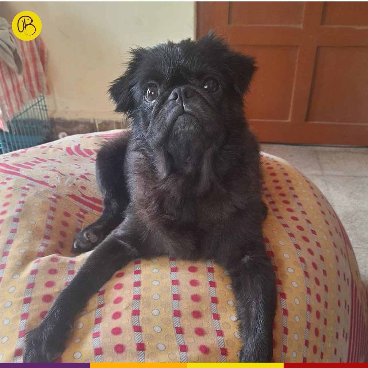 It's not Home without Furriends!
Introducing #SaturdaySuperstar Spicy to The Beasty Family!
Lots of Love!
Contact us to feature your buddy on our page.
: instagram.com/thebeastypune/
: facebook.com/thebeastypune/
: linkedin.com/company/the-be…

#Blackdog #blackdoglove #blackdogday #dogoftheday