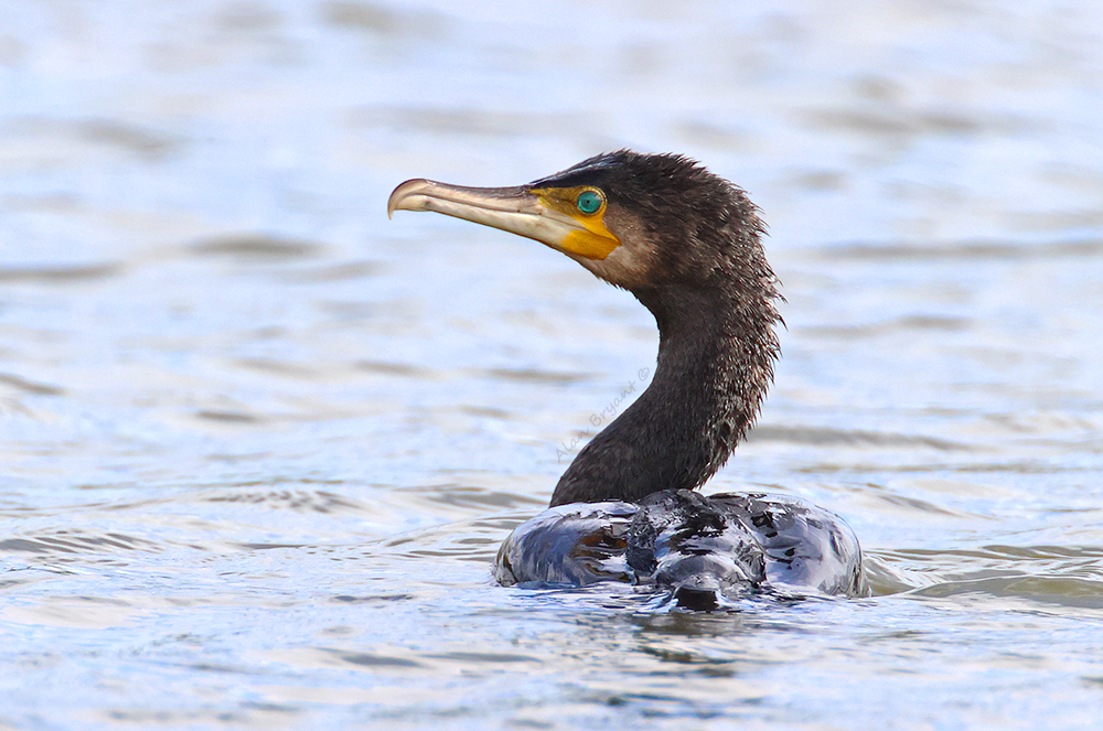 alanbryant123's tweet photo. Cormorant I photographed that gave a nice head turn to show that awesome looking eye!. This image was taken @ 1400mm stacking my 2.0TC/1.4TC together on my 500f4 lens which is attached to my 1DX MKIII camera @wildlife_uk https://t.co/m7LhqidG6l