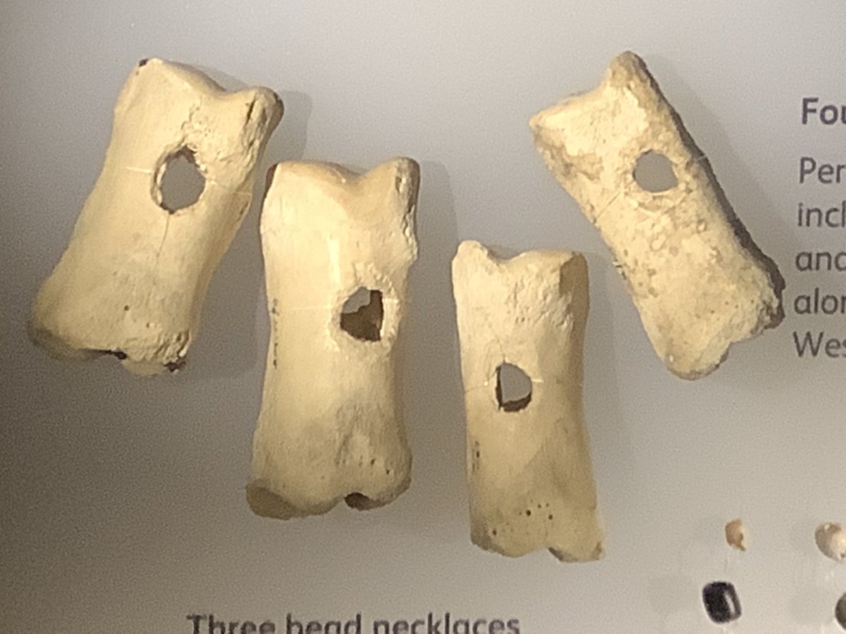 Bones found in the West Kennet Long Barrow, which may have been a necklace, but more probably - & excitingly - was a kind of instrument: designed to be swung over the head as a bull-roarer.  #WiltshireMuseum