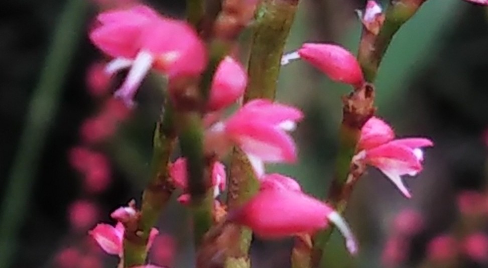 銀次郎 私の庭 赤と白の花弁を持つ とても小さな喜びの花 花弁の上３つは赤 下１つは白 祝儀袋の水引に例えられ命名 花言葉 慶事 祭礼 ミズヒキ 水引 ミズヒキソウ 水引草 T Co Gw59pzog5v Twitter