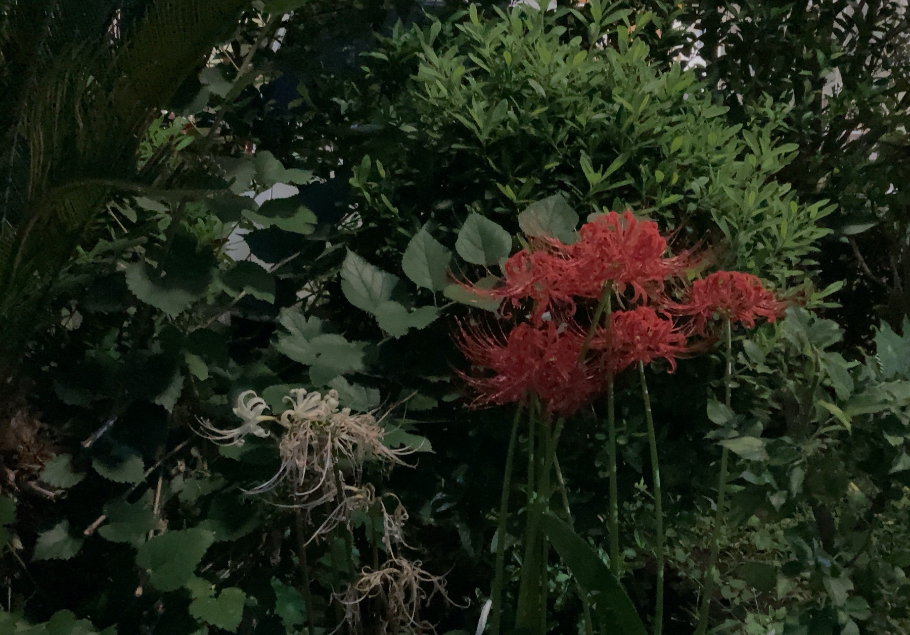 三日画師 近所の植栽に咲いていた彼岸花 曼珠沙華 山口百恵はこの花を 曼珠沙華 マンジュシャカ 天上に咲く伝説の白い花 見る者は自ずから悪業を離れるという サンスクリット語でmanjuṣaka と 悲願花 という2曲で歌っている それにしても