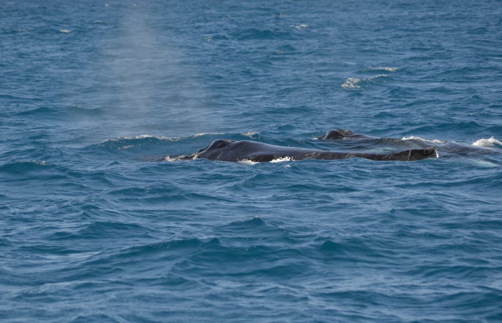 MillsCharters's tweet image. “One of my favourite parts during a tour is when the whales head towards/away from the boat at a perpendicular angle to it, you can really see their width then! Like buses heading towards the boat” 🚌 - Brooke our marine biologist