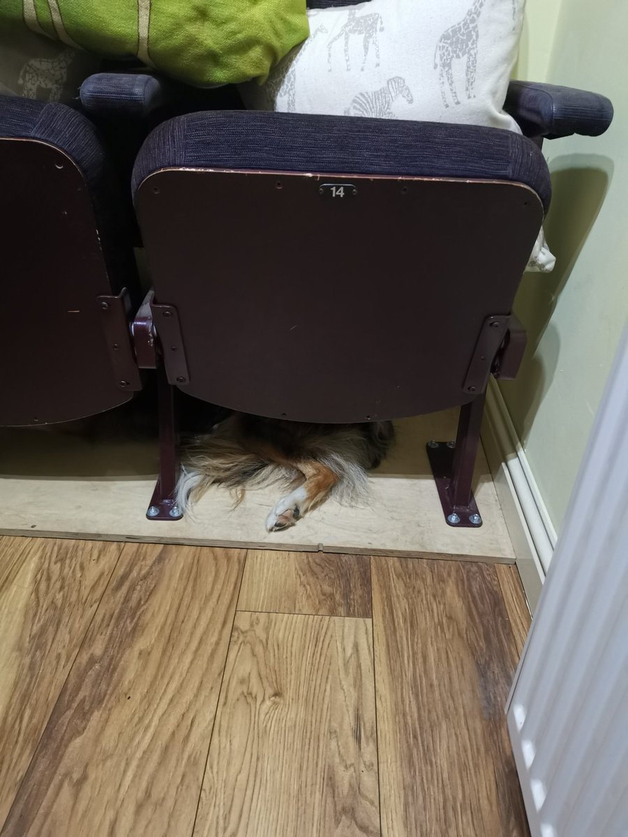 CandyBench's tweet image. Even when you're at home it's important to have hiding places! #bordercollie