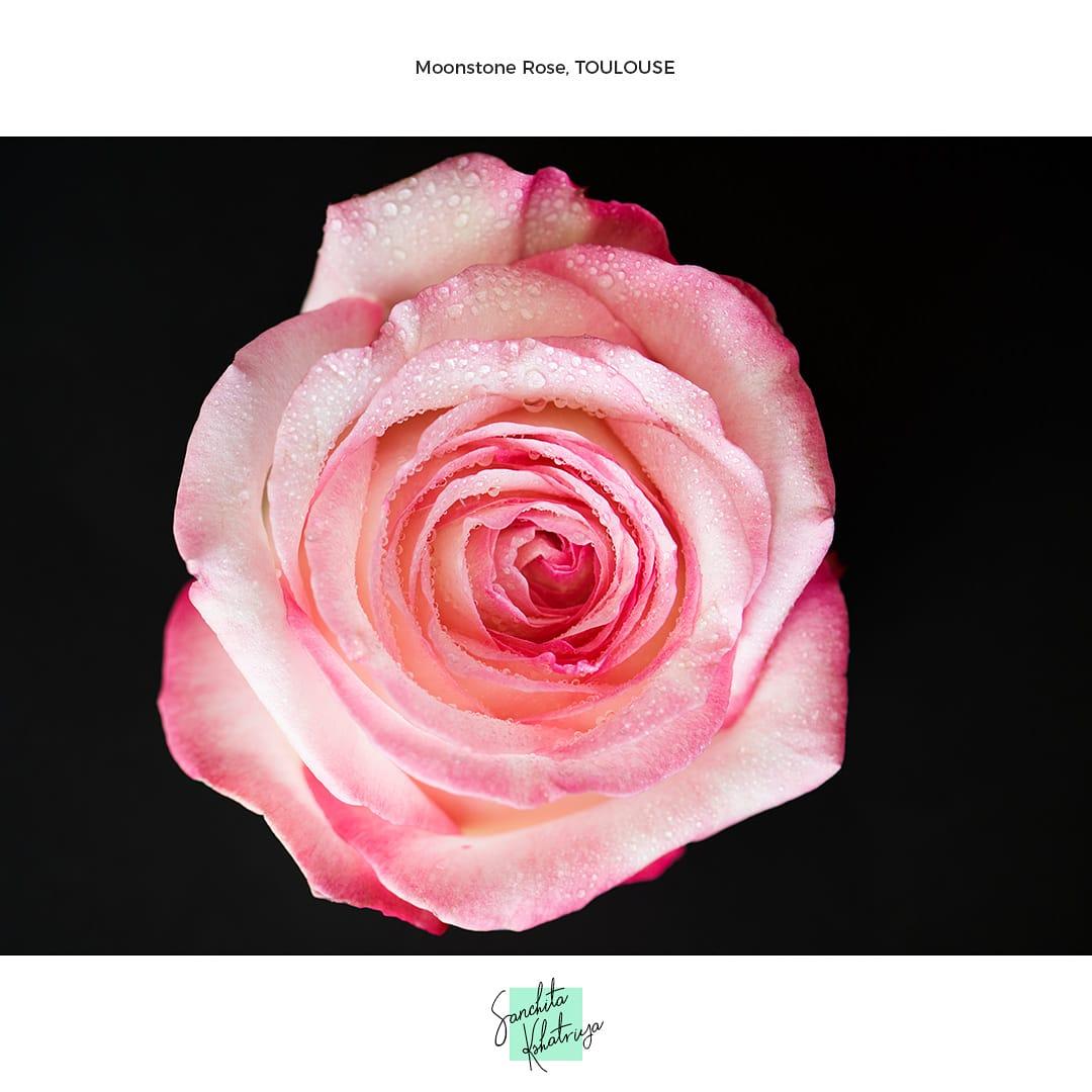 Macroshot of pink moonstone rose flower variety