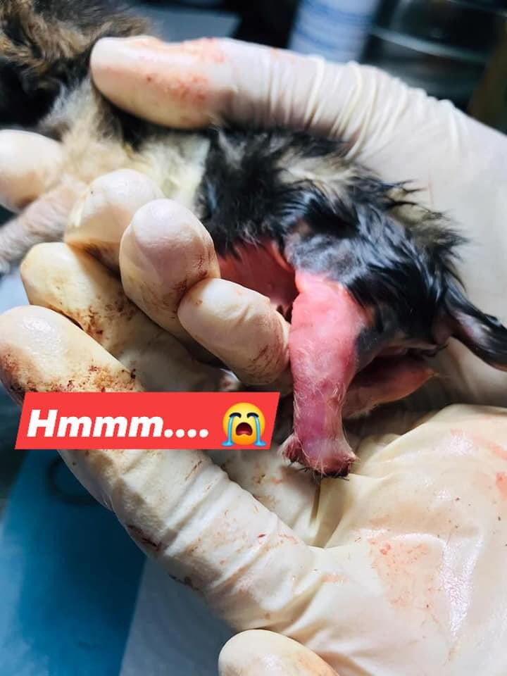 WiraKassehJB's tweet photo. 'DENGAN ANAK KUCING DALAM HARI PON ADA YANG DENGKI YE...APA PUNYA MANUSIA LA... 😡'

4 ekor anak kucing yg baru berusia 3 hari ni dibawa oleh satu individu bertanggungjawab kerana menjumpai mereka dlm keadaan kaki diikat dgn getah sehingga menyebabkannya hampir putus dan membusuk https://t.co/7qkCR3aMz8