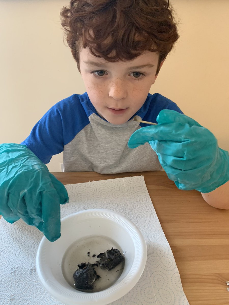 sarahstan's tweet photo. @Farnworth4L What shall we do on a rainy Saturday? Quite random, but we have opted for owl pellet dissection. We are trying to identify what owls eat 🦉 https://t.co/qEFAierRQJ