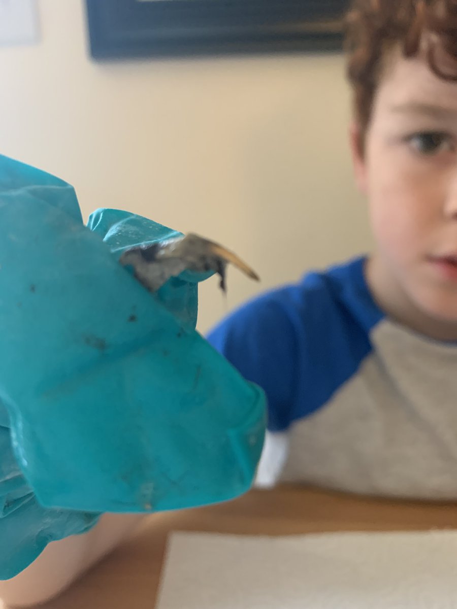 sarahstan's tweet photo. @Farnworth4L What shall we do on a rainy Saturday? Quite random, but we have opted for owl pellet dissection. We are trying to identify what owls eat 🦉 https://t.co/qEFAierRQJ
