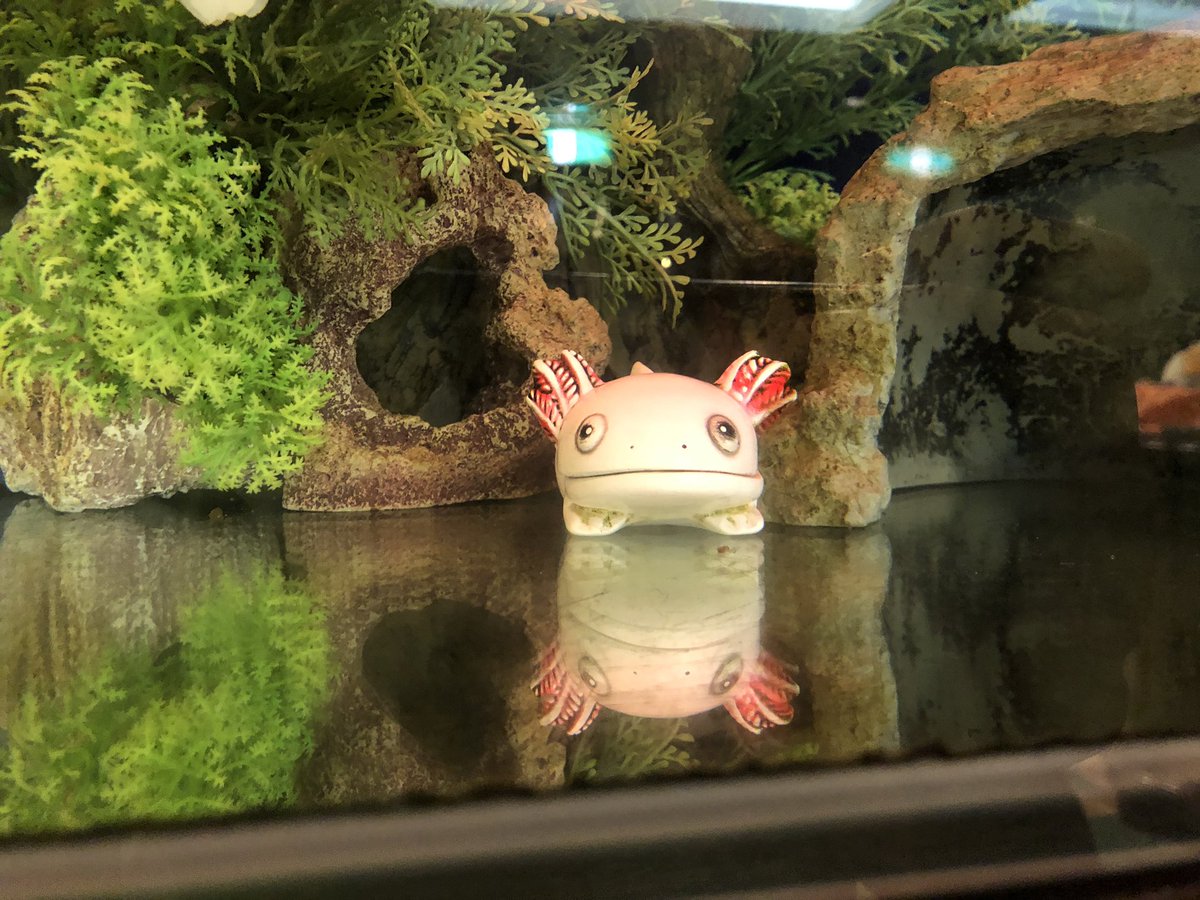 新潟のホテルにはウーパールーパーとその偽物がいました🐠
新潟の人は横断歩道で待ってたらみんな🚗停まってくれて優しかったです。#ウーパールーパーのターナくん