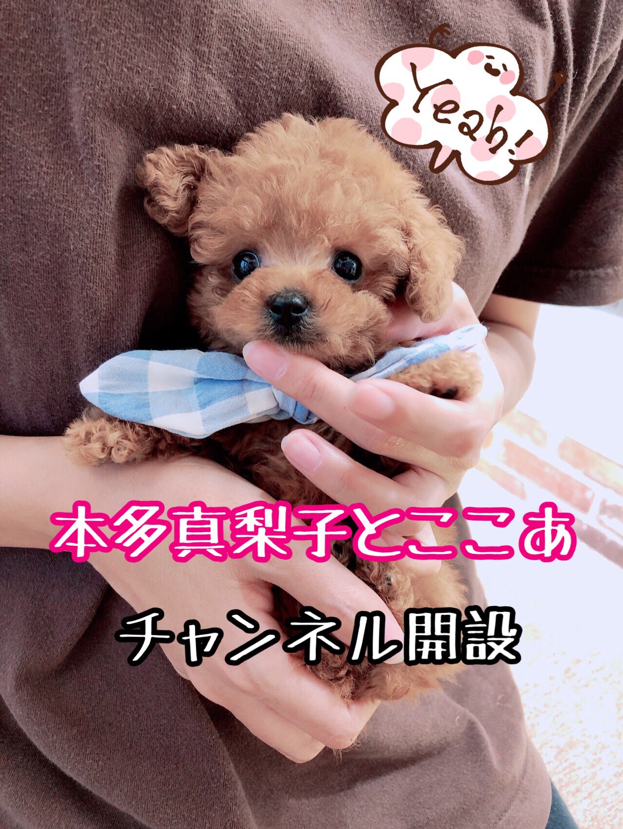 猫ブース鬼パーセント芋 Necoimo Twitter
