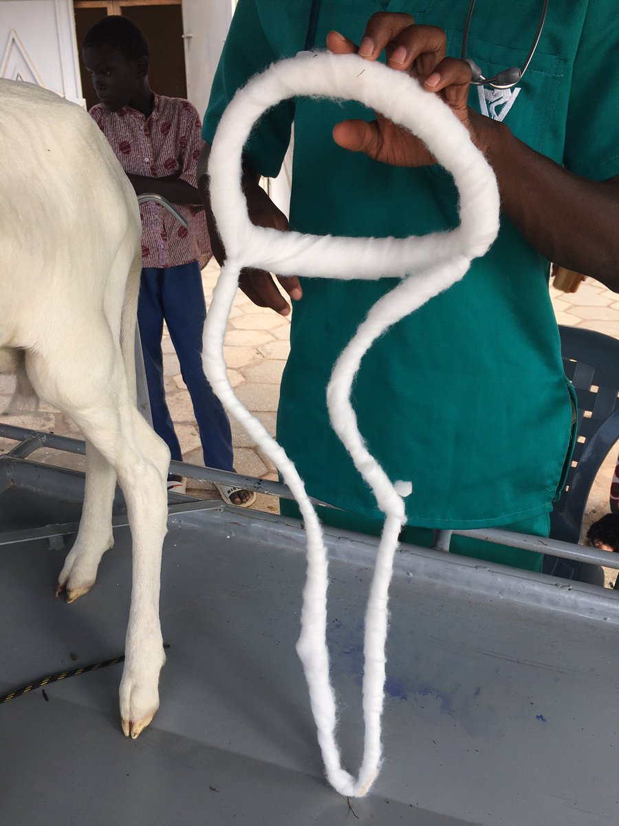 Fallab_vet's tweet image. #Oeil_du_vétérinaire