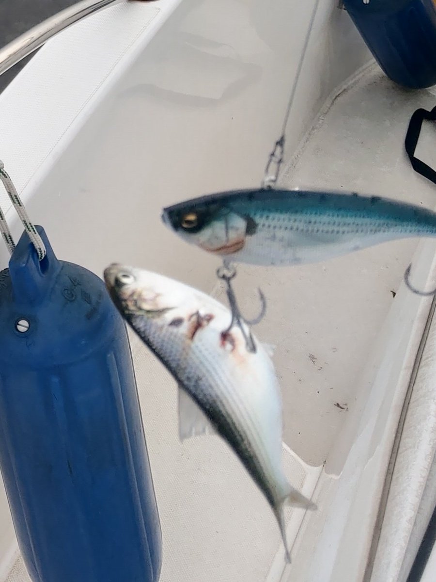 Yhmtmt 今日の浦安は表層50センチびっしりコノシロで 時折四散するのだが シーバスは魚探に映らない状態で コノシロパターンルアーをひたすら投げたのだが 正解は中層鉄板ということがラスト10投で明らかになるも2ばらし Yhmtmt 今日の浦安は表層50センチびっしりコノシロで 時折四散するのだが シーバスは魚探に映らない状態で コノシロパターンルアーをひたすら投げたのだが 正解は中層鉄板ということがラスト10投で明らかになるも2ばらし
