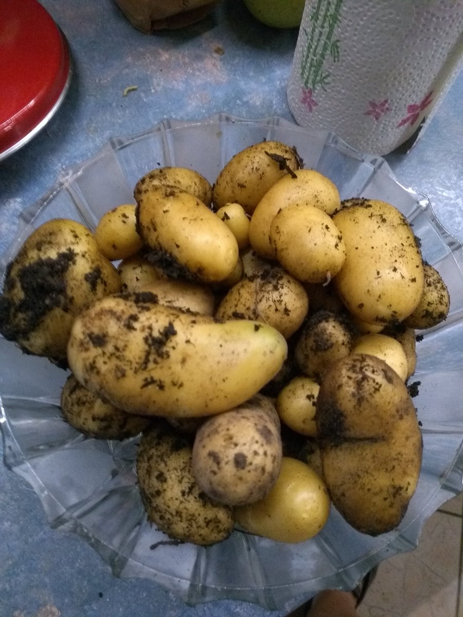tikuna_ttv's tweet photo. Fresh potatoes - selfgrown ❤️ they'll have a nice Rendezvous with garluc and Rosemary 😋 #garden #potatoes #selfgrown #tasty https://t.co/6XVLFs6nlO