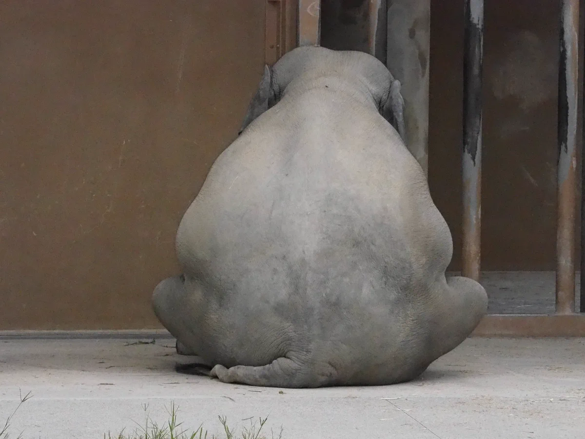 「東山動物園」ぺたんと座るゾウが話題！！さくらちゃん