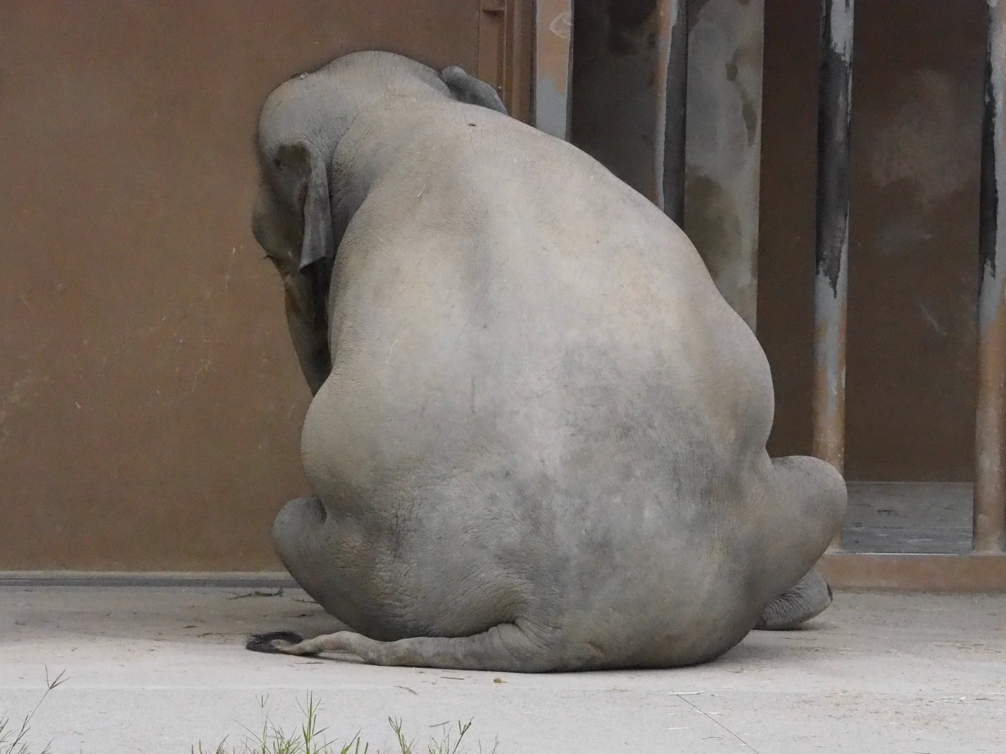 「東山動物園」ぺたんと座るゾウが話題！！さくらちゃん