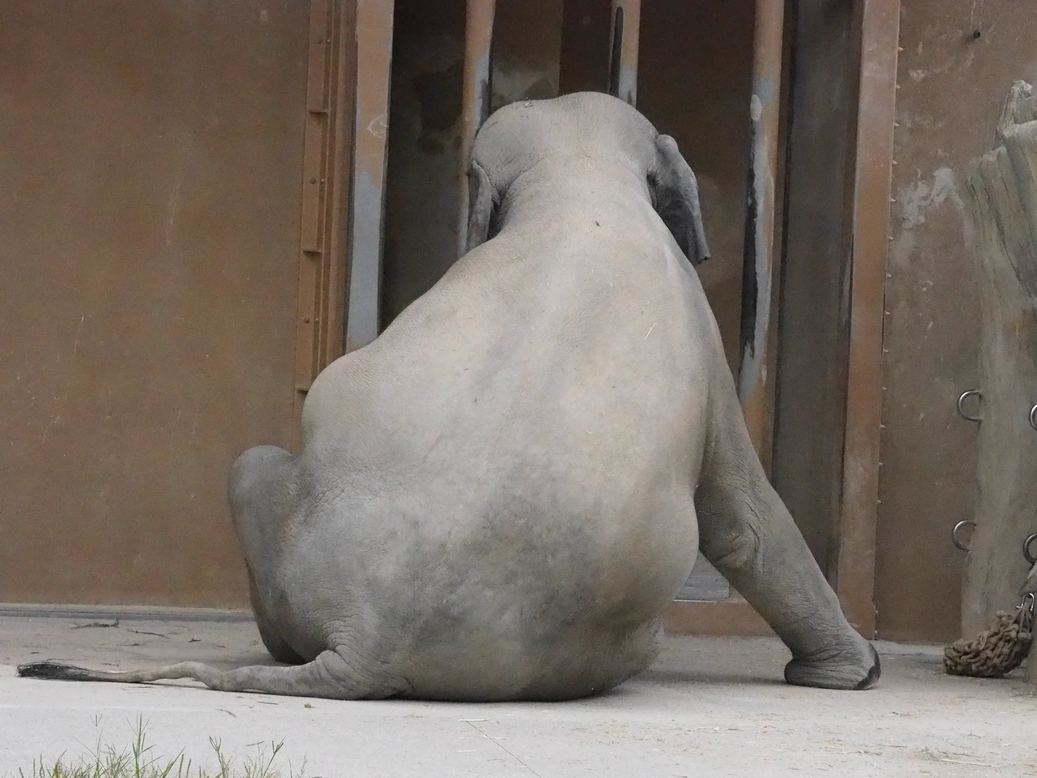 「東山動物園」ぺたんと座るゾウが話題！！さくらちゃん