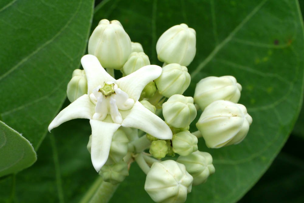  #ThaiwithNet Let me break it down step by stepดอกรัก (Dok Rak) or crown flower (Calotropis gigantea) or "Love Flower" is normally used as parts to make a garland in Thailand. The flower is a symbol of love in a way and is used in wedding and religious ceremony.