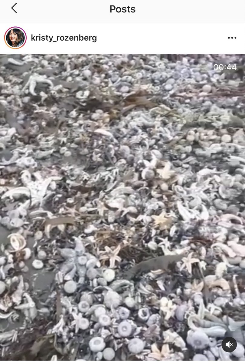 tw death of animals people who dived into the water said that the whole bottom is dead. Fish, starfishes, octopuses, the strongest seashells are dead from headland Nalichevo to Avacha Bay (it’s more than 40km). some of them look like they were boiled  #ЯМыТихийОкеан