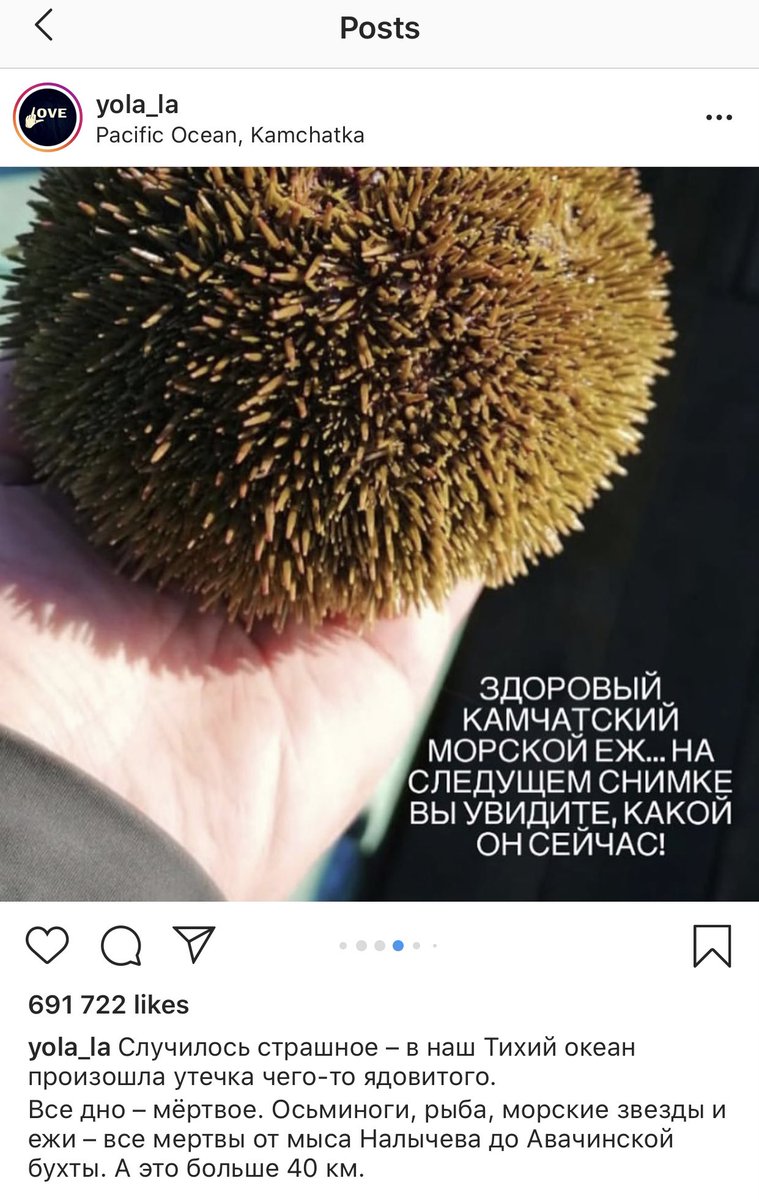 tw death of animals on the first pic is healthy Kamchatka sea-hedgehog and on the second pic the way he looks now