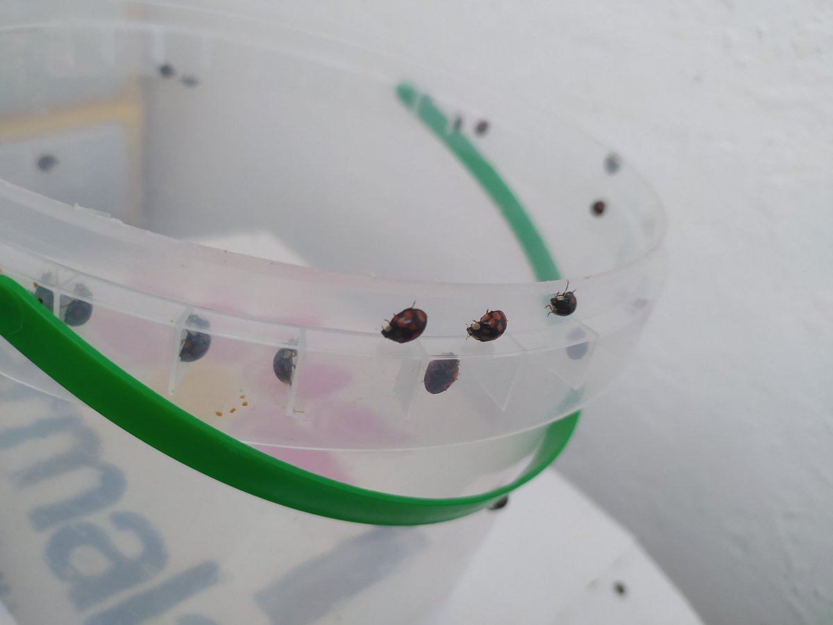 Когда мы видим одну божью коровку, это: "уух ты, смотри какая, лети на небо.. ".
Но когда осенью они стройными рядами оккупируют Боготол, лезут сквозь вентиляцию, ползают по потолку, вообще не до мимимишошностей. Ещё в панцире этом своём, не возьмёшь. Дочь аж боится. 😒