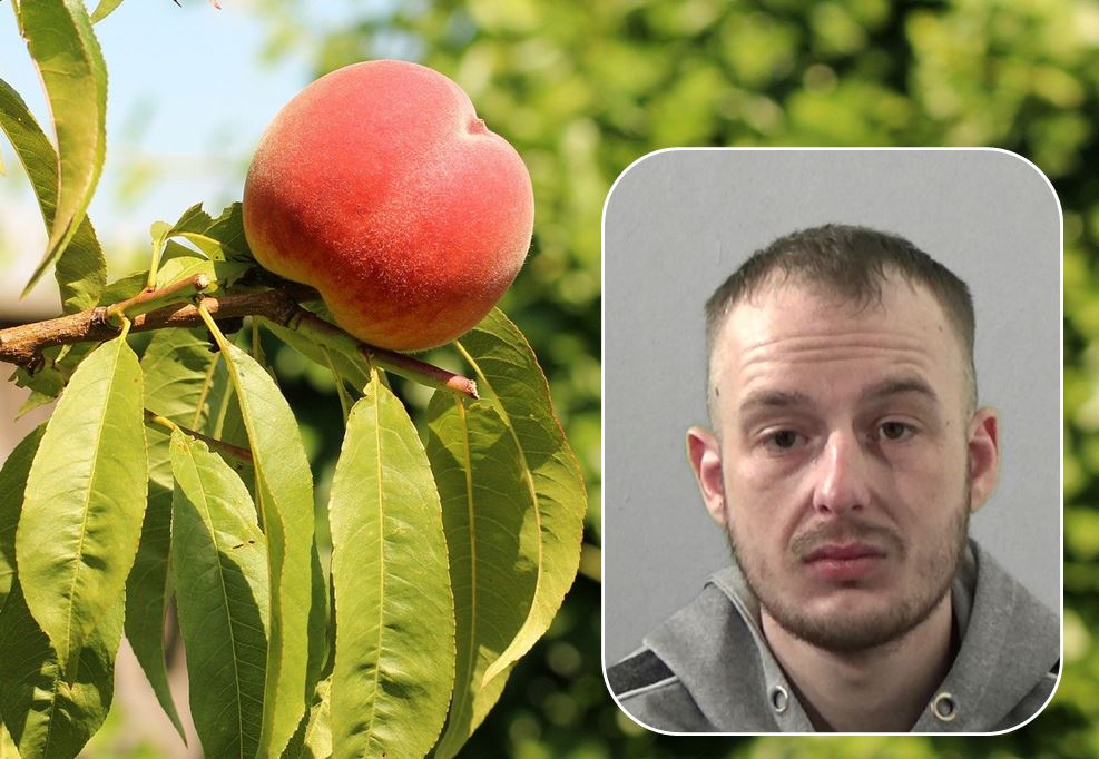 “Just peachy! 🍑 A hungry burglar who left a half-eaten peach at the scene ...