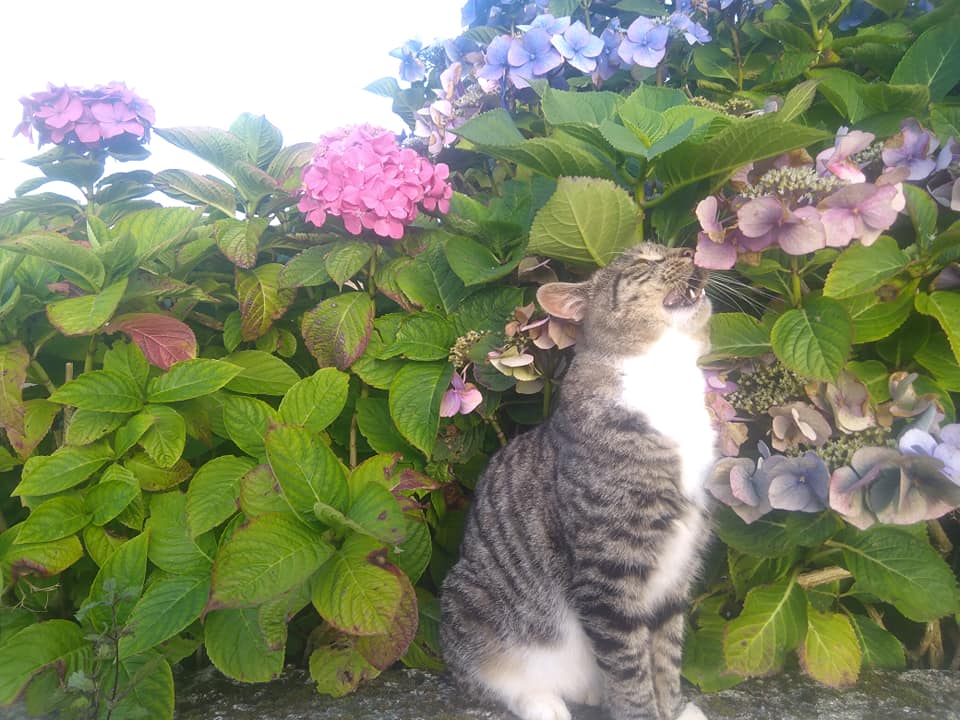 Beautiful Mourne Mountains, Co  #Down, N  #Ireland. Mournes are made up of 12 mountains with 15 peaks & include the famous Mourne wall (keeps sheep & cattle out of reservoir)! Area of Outstanding Natural Beauty. Partly  @NationalTrustNI. ©Daniel Mcevoy (with lovely cats!)  #caturday