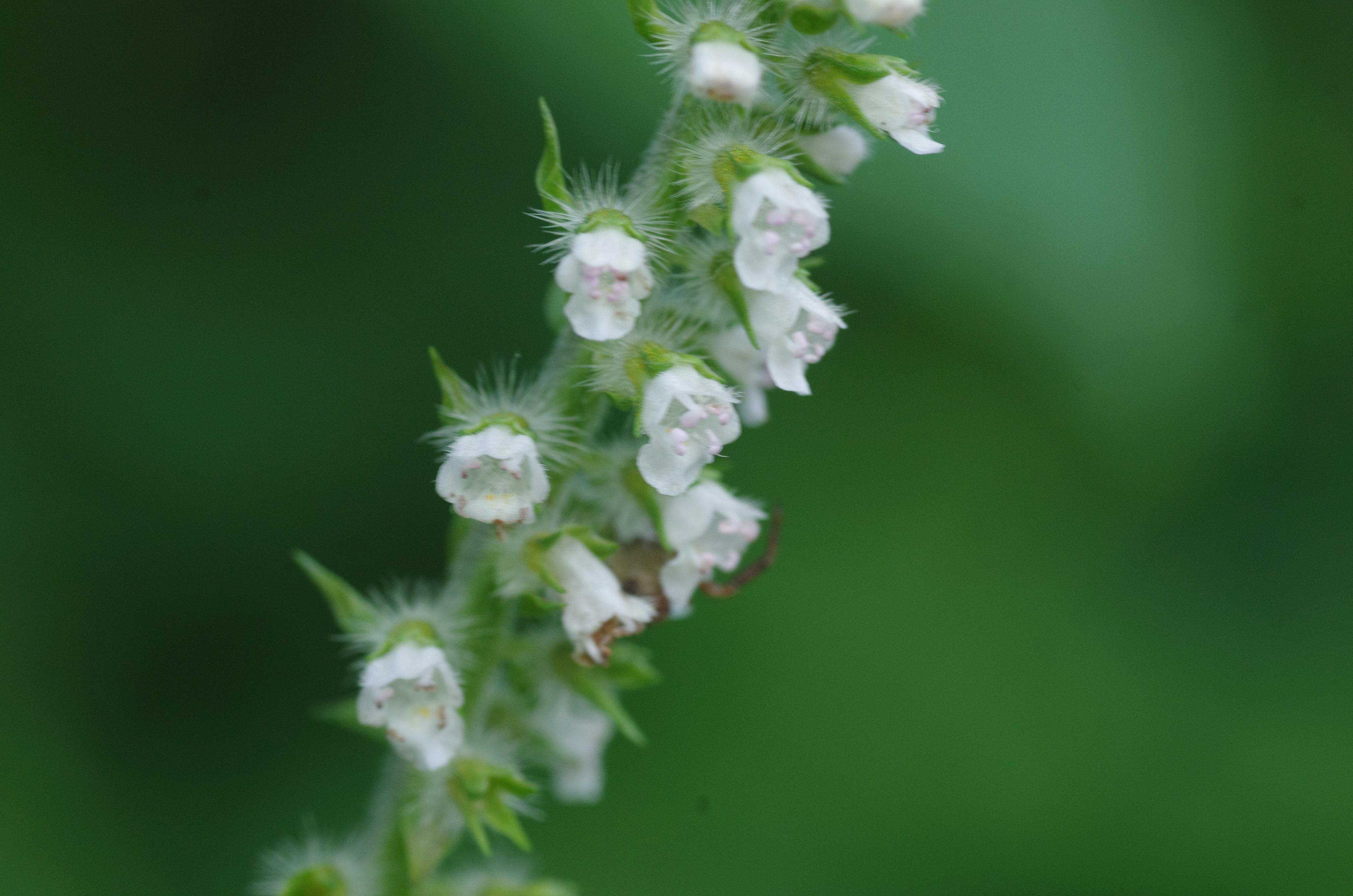 岳 だけぶき 蕗 Sur Twitter エゴマの花が見られました 葉に強い香りがありますが山地で見られるレモンエゴマのレモンに似た香りとは違います ー T Co Cn9qenzzjl Twitter