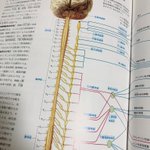 究極のところ人間はコレ…脳神経についての図にどうしようもない気持ちになる…