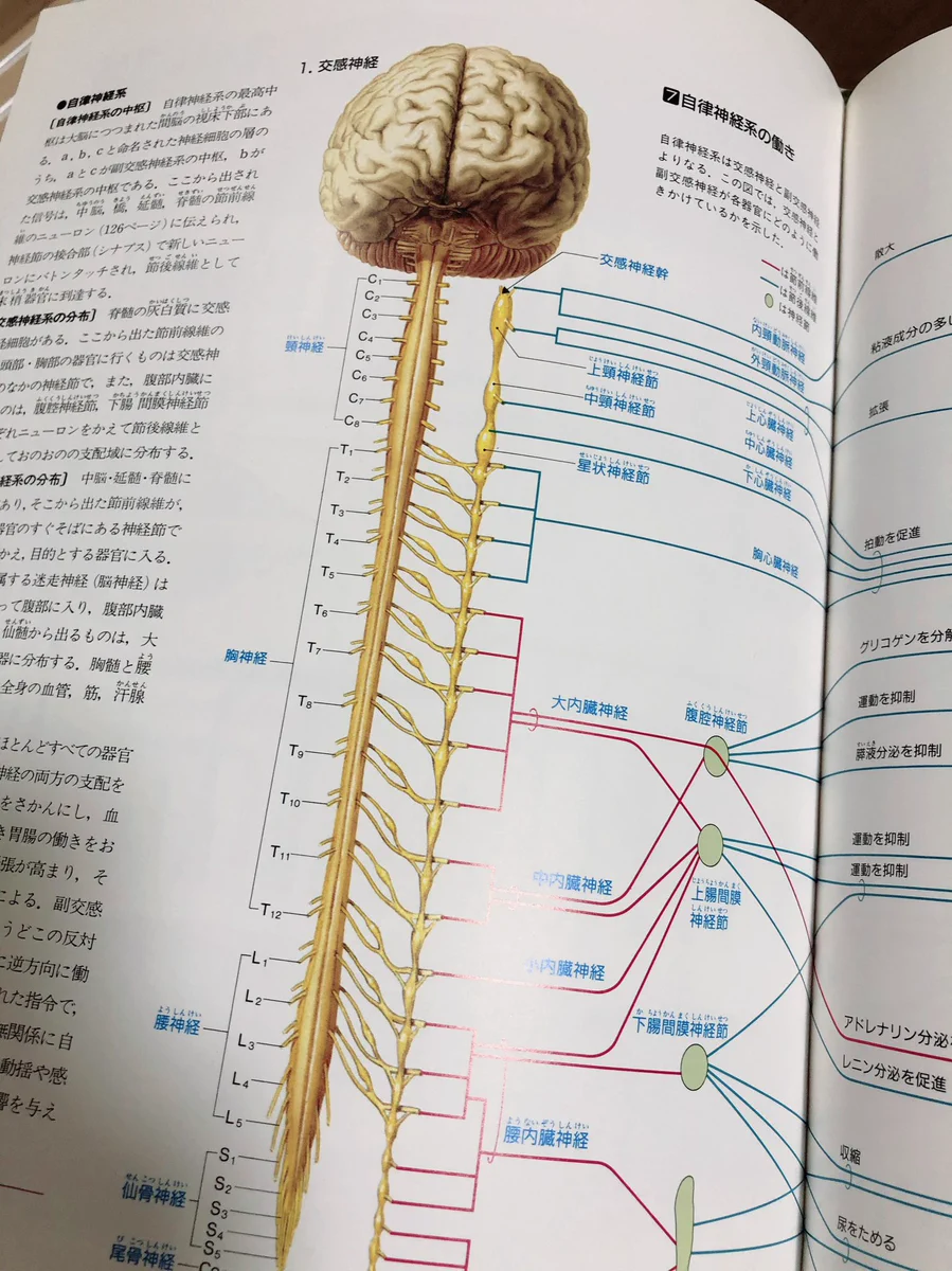 究極のところ人間はコレ…脳神経についての図にどうしようもない気持ちになる…