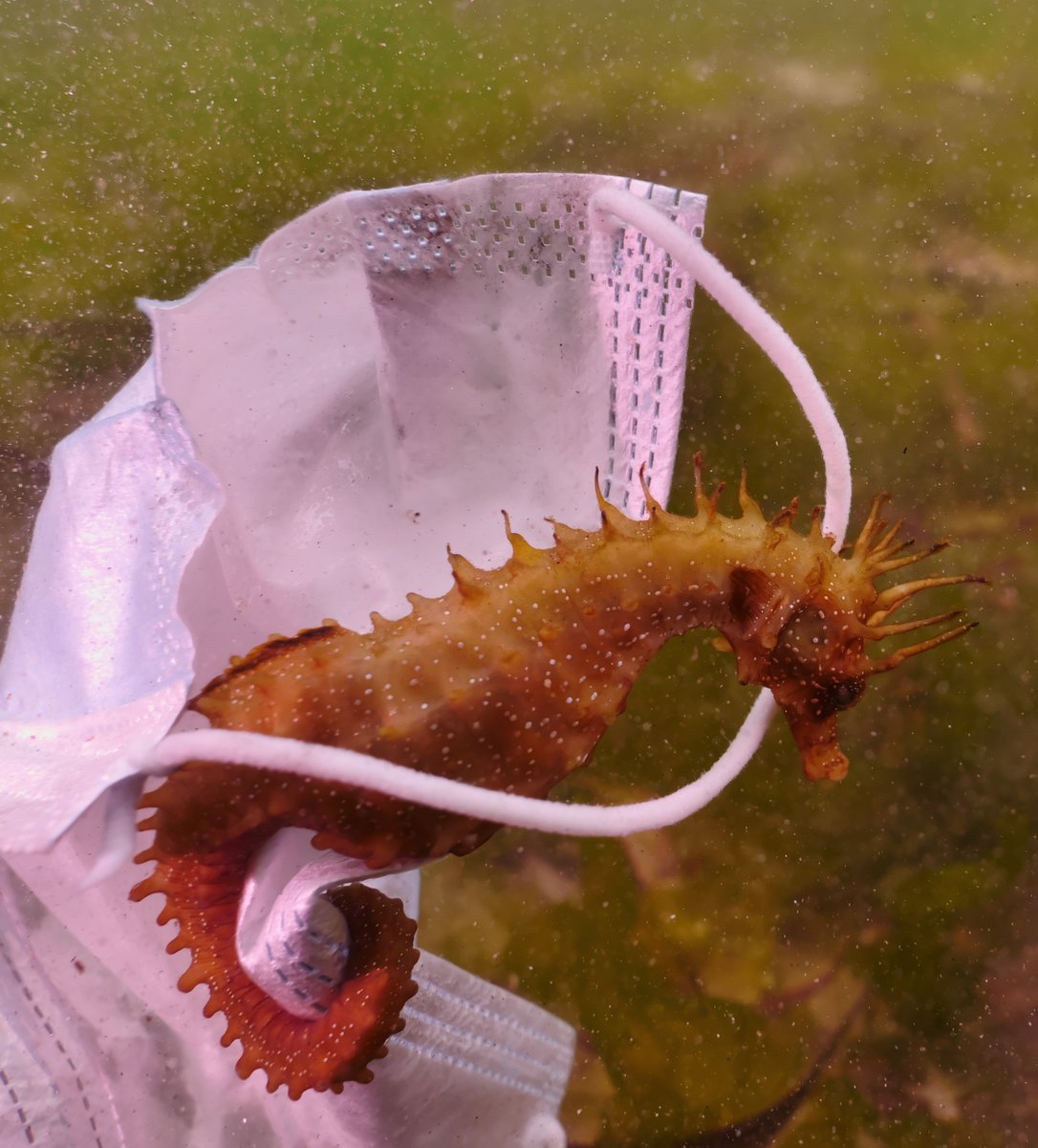 pedroalonsodive's tweet photo. Lo estamos haciendo muy MAL, @tiempobrasero
 @covid19 Tenemos que cambiar nuestra forma de vida. Cuidar la Naturaleza, no nos queda otra https://t.co/HL4eVLCUcS https://t.co/Rh3oNlGtdo