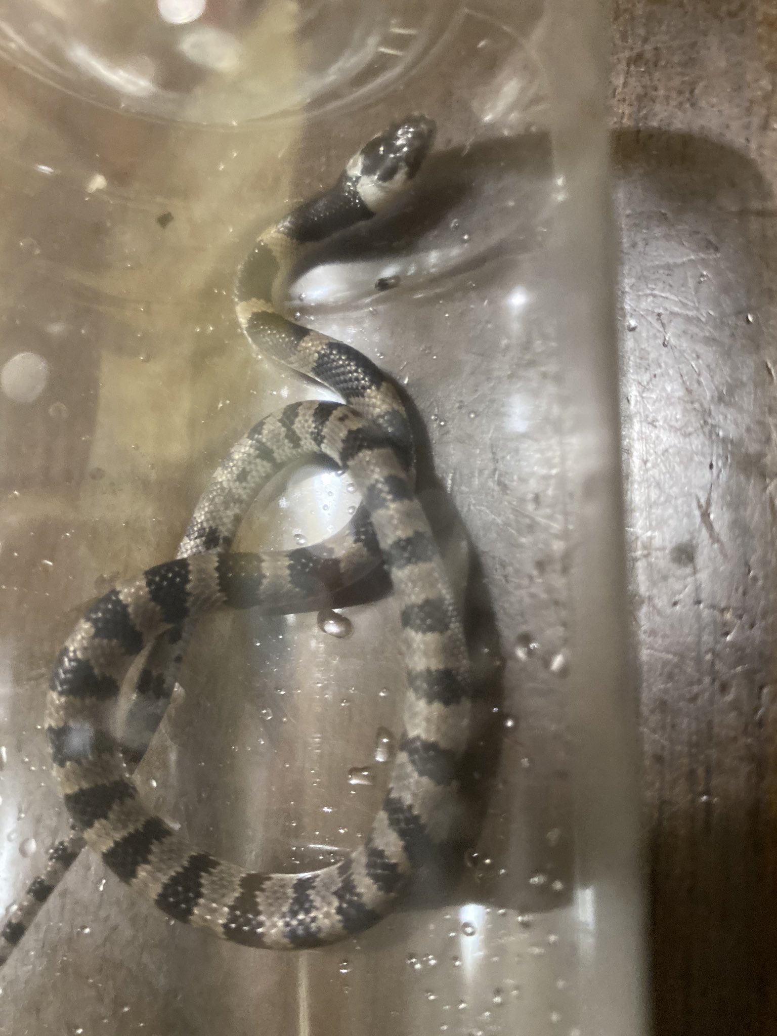 幻のヘビ Twitter Search Twitter