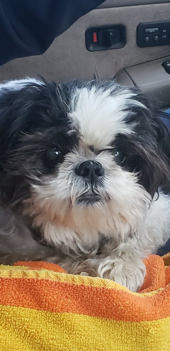 ZeroWarningShot's tweet photo. Good morning 🤗 I'm on my way to a #TrumpParade with mommy and daddy. I just woke up from a nap. I love my @POTUS and @FLOTUS so much and want them to feel better. Love from Charlie 🙏❤ #OhioForTrump #OhioTrumpParade #270TrumpParade #OhioTrumpsBiden #BuckeyeNationForTrump https://t.co/u3TzFu62H9