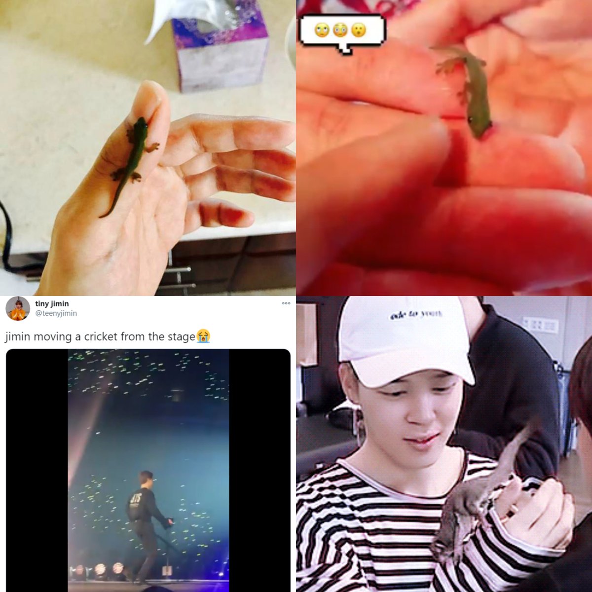  #jimtober D4: Jimin has a heart of gold, even when it comes to caring about small animals or insects. He carried a hurt grasshopper out of the set, felt bad seeing a bird with no foot, fed birds his ice cream, and posted tweets calling a tiny gecko a "baby" among other things