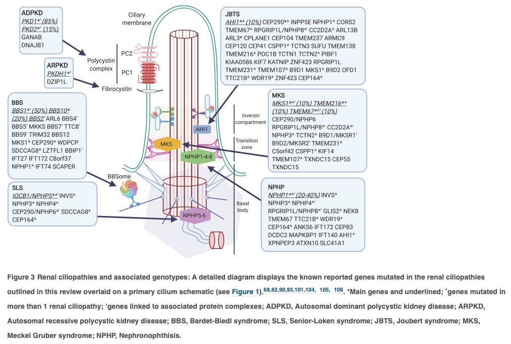 AJKD (@ajkdonline) on Twitter photo Ciliopathies and the Kidney: A Review
buff.ly/33KmxsH #OpenAccess
<a href="/DomMcconnachie/">Dominique</a> <a href="/ProfJennyStow/">Jennifer Stow</a> <a href="/AndrewMallett8/">Prof Andrew Mallett</a> <a href="/IMBatUQ/">Institute for Molecular Bioscience</a> <a href="/UQ_News/">UQ News</a> <a href="/KidGenAustralia/">KidGen</a> @MetroNorthHHS #KidneyDisease Ciliopathies and the Kidney: A Review
buff.ly/33KmxsH #OpenAccess
<a href="/DomMcconnachie/">Dominique</a> <a href="/ProfJennyStow/">Jennifer Stow</a> <a href="/AndrewMallett8/">Prof Andrew Mallett</a> <a href="/IMBatUQ/">Institute for Molecular Bioscience</a> <a href="/UQ_News/">UQ News</a> <a href="/KidGenAustralia/">KidGen</a> @MetroNorthHHS #KidneyDisease