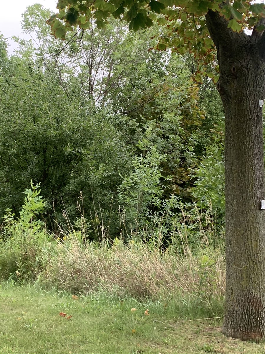 Krystal McLean tweet media