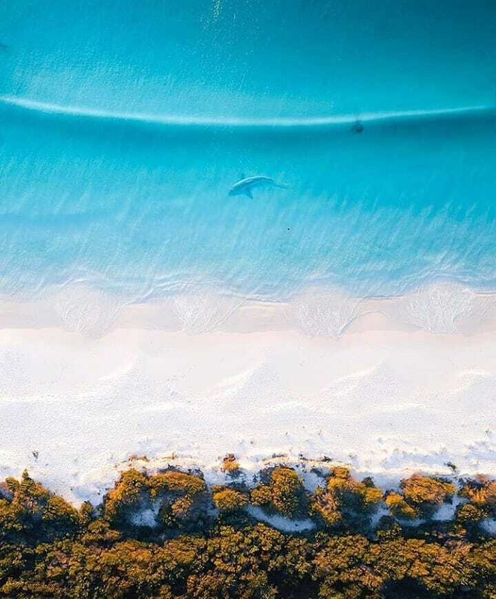 Jervis Bay, Australia
-
-
Follow @nature_seas for amazing content.
-
-
Mother Nature 🌱
-
Credits: 📷 @tomnoske
_ _ _ _ _ _ _ _ _ _ _ _ _ _ _ _ _ _ _ _ _ _ _ _ _ _
#nature🌱travel #sharkie
#beachvacation #natureview #beach🌊 #sharksquad #fishofinstagram… https://t.co/sMGJB3Z4qZ https://t.co/XXx6K5ByHV