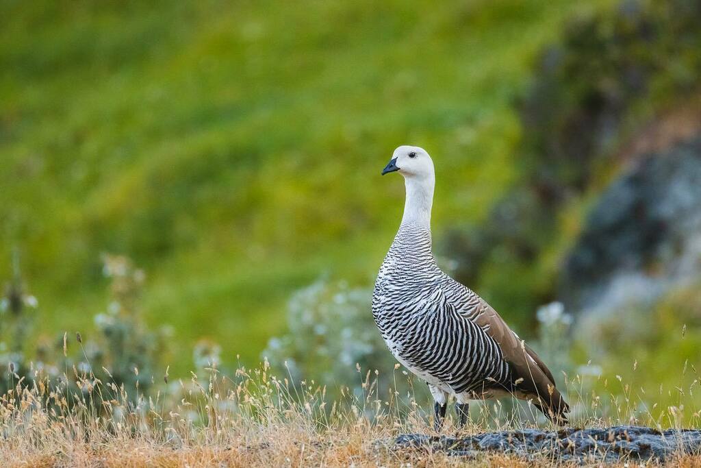 RodrigoFolch's tweet photo. La belleza en su estado más natural.
Regalos de la vida, un viaje increíble de más de 11.000km llegando al punto más sur del continente. Anímate a vivir tus aventuras.

Cauquen macho en Ushuaia, Argentina 
.

#vidasilvestre #conservacion
#biodiversidad #fineart #fineartphoto… https://t.co/u8IfUW3SMS