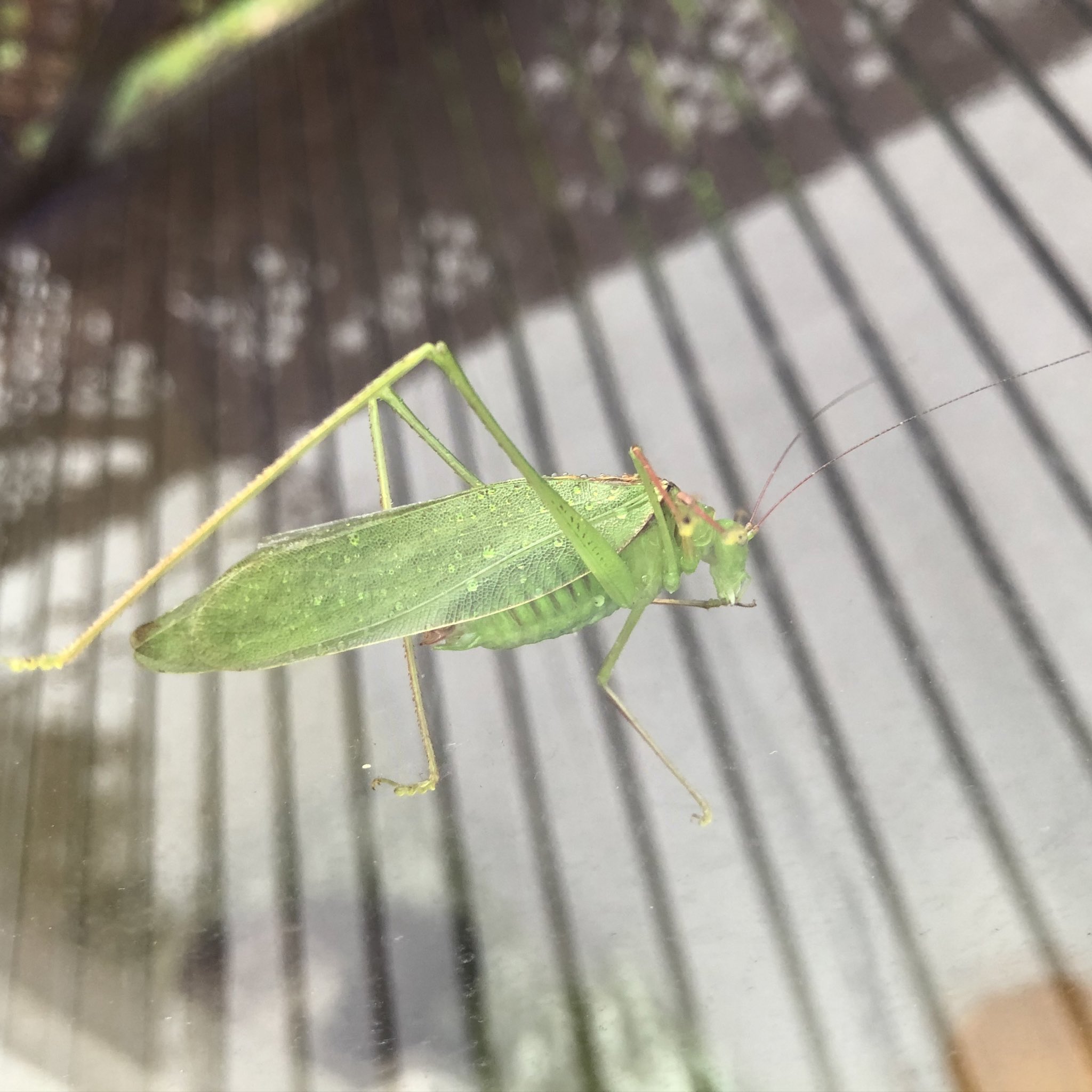 Ouchigura 猫のおうち この虫はウマオイムシですか この虫の名前はなに ウマオイムシ 窓に張り付いてました Ouchigura 猫のおうち この虫はウマオイムシですか この虫の名前はなに ウマオイムシ 窓に張り付いてました