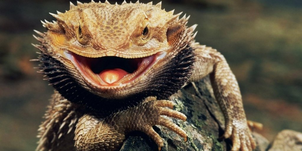 zooconomy's tweet image. When it's Saturday! Happy Happy Happy!
#zooconomy #amazon #happy #life #beardie #beardeddragon #beardiesofinstagram #lizard #beardeddragons #beardeddragonsofinstagram #reptile #reptiles #reptilesofinstagram #beardeddragonlife #beardies #petsofinstagram #dragon #beardeddragonsofig