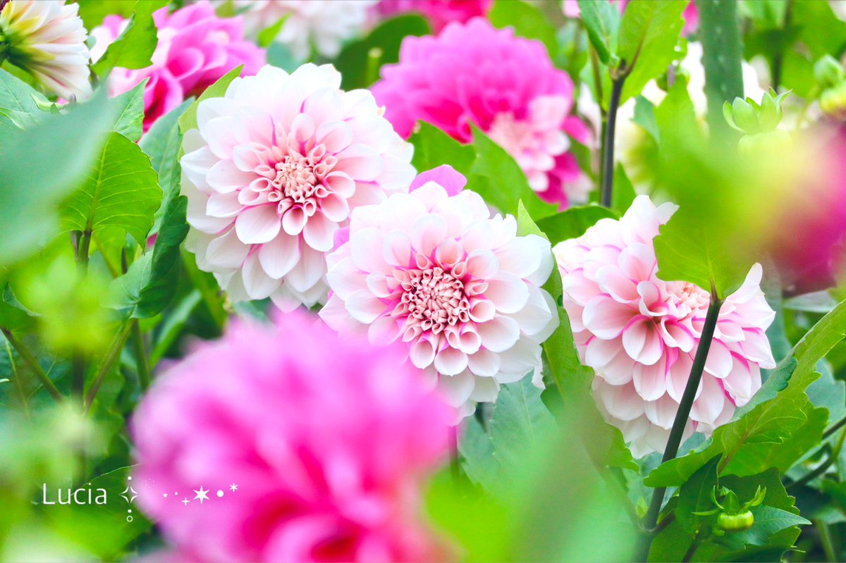 Lucia_of_hope's tweet photo. ピンクと白が可愛いダリアの名は⿻*.·

🍓꫶ֺ໋ いちごミルク ෆ̈𖤣ʟᴷ

おはよぅ𖠚 ᐝ🔆

今日も 笑顔で  ·͜·♡ﾟ.*･｡ﾟ♬*゜ https://t.co/rcAOO80vXe