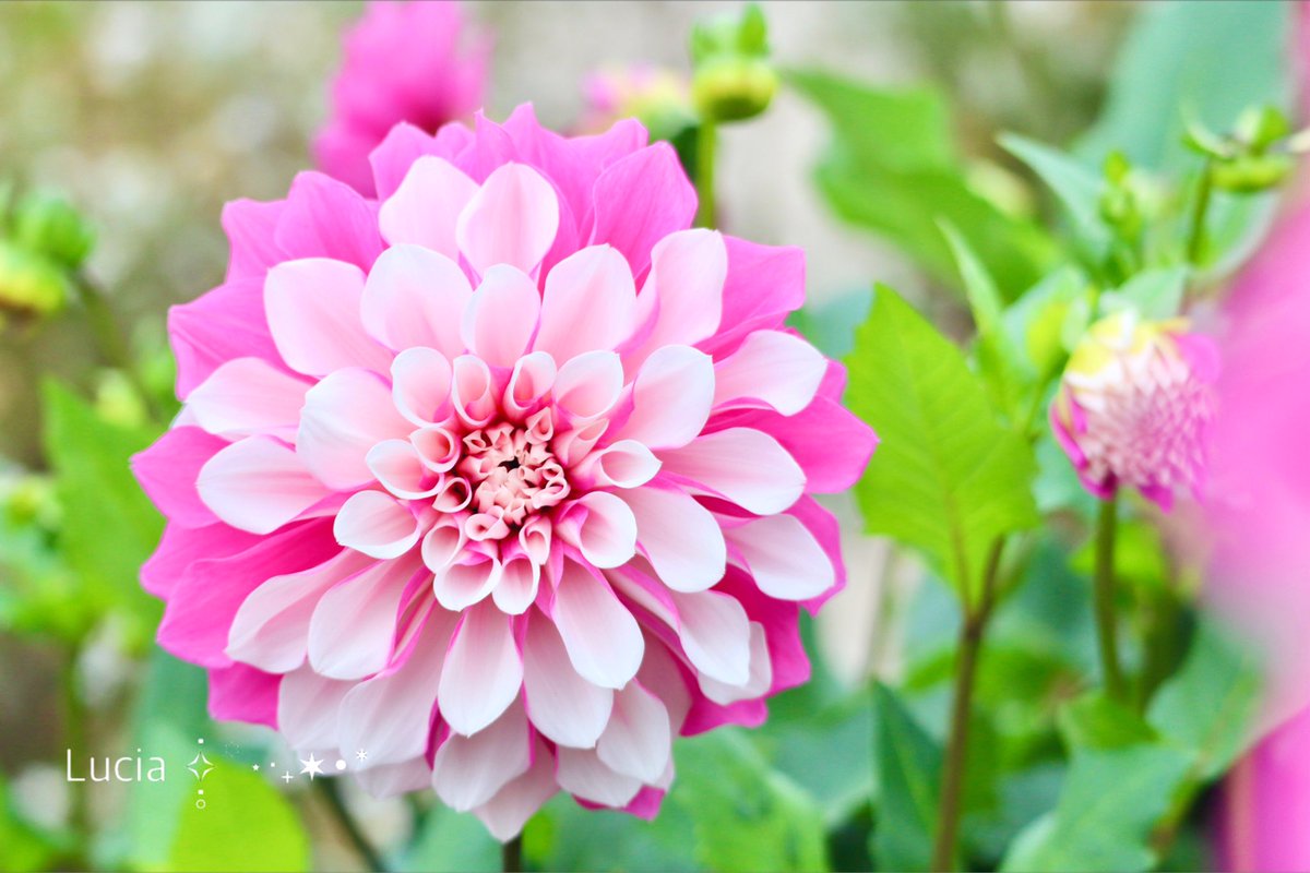 Lucia_of_hope's tweet photo. ピンクと白が可愛いダリアの名は⿻*.·

🍓꫶ֺ໋ いちごミルク ෆ̈𖤣ʟᴷ

おはよぅ𖠚 ᐝ🔆

今日も 笑顔で  ·͜·♡ﾟ.*･｡ﾟ♬*゜ https://t.co/rcAOO80vXe