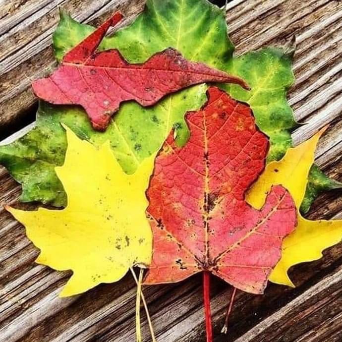 Sheridan Michigan tweet media