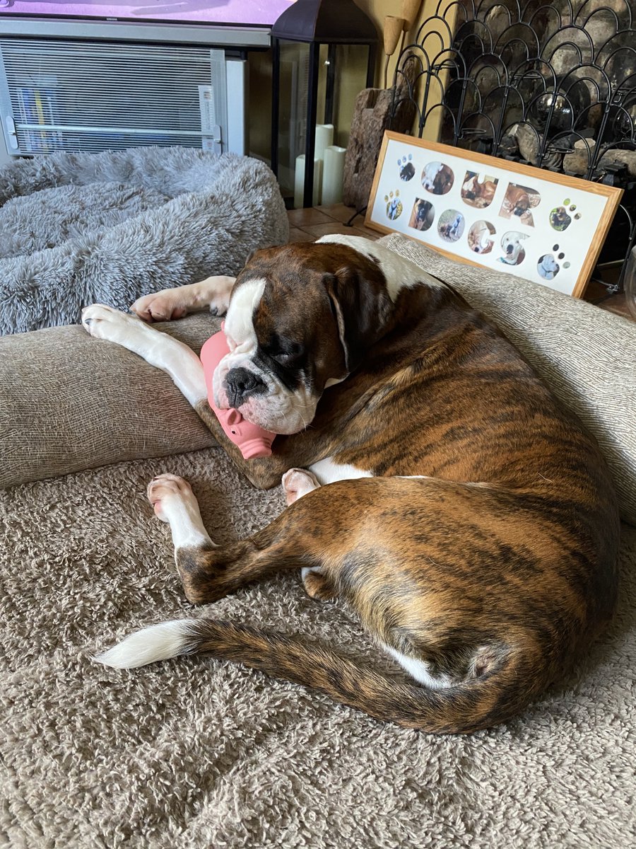 dtcb67's tweet photo. When you’ve played so hard you just fall asleep on piggy 🐶💤💤🤣🤣😍 #boxerworld #boxerboys #boxerbrothers #boxerdogs #boxercooper #boxerlife #boxerfam #boxerfrank #boxerlovers #boxeraddict #boxers #boxersoftwitter #boxerdog #boxerlover #boxergram #boxerfun #boxerarchie #boxer https://t.co/j117Ey8CGT