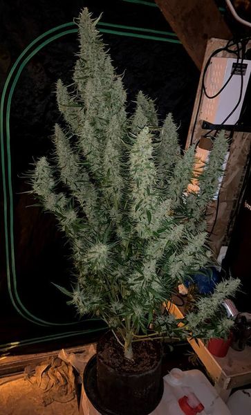 lamotagrow's tweet photo. Las autoflorecientes o cómo el cannabis superó su fotodependencia ✌️
Lee su origen en #LaMotaBlog ➡ https://t.co/snYa93pTHC
📷 White Widow XXL de Dinafem Seeds. https://t.co/ymluNDA0ND