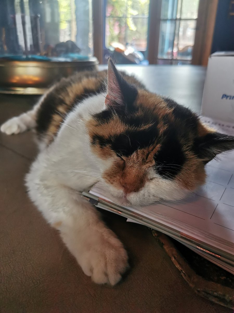 Puss 🌈 & Nuss 🌈 tweet media