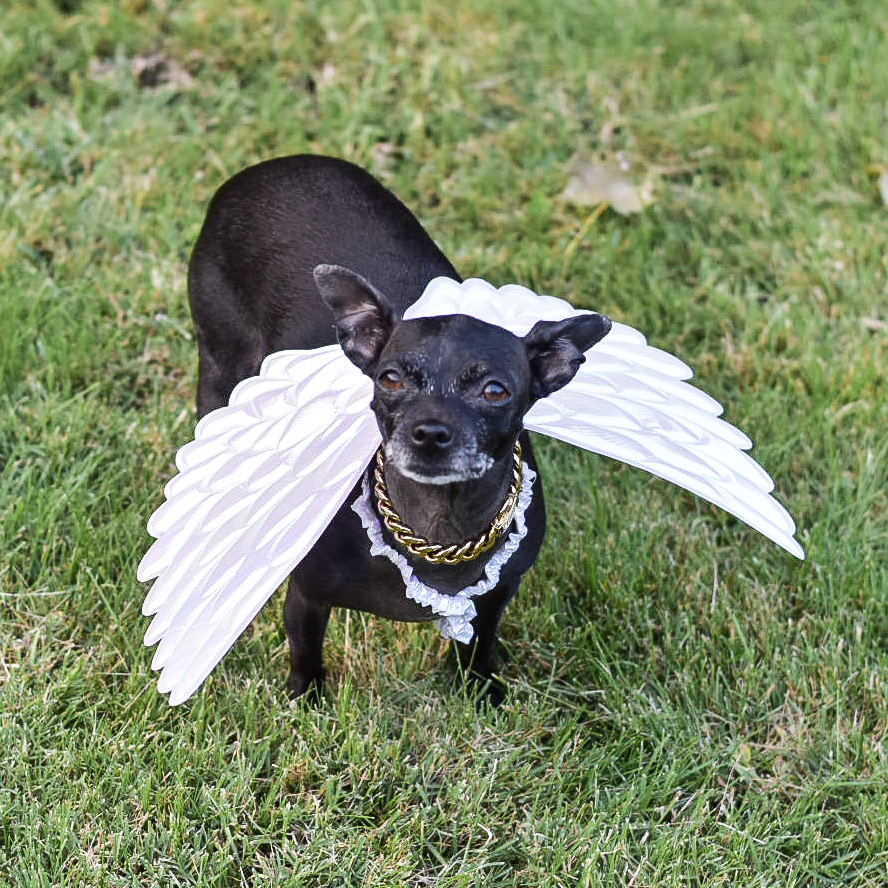 creatrix_lab's tweet image. I have the bestest girl ever! She always tolerates my Halloween costumes 🧡 

#besttimeofyear #halloweeny #cutest #dogsofinstagram #designerpooch #guccipoochi